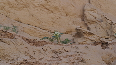 Mohavea confertiflora