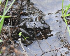 Leptodactylus longirostris