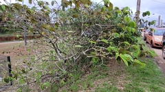 Apeiba tibourbou