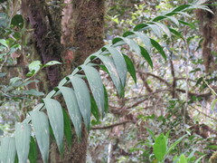 Chamaedorea linearis