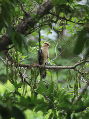 Daptrius chimachima