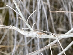 Rhopalomyia chrysothamni