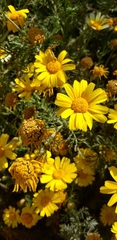Glebionis coronaria