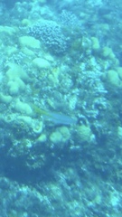 Ocyurus chrysurus