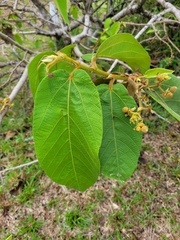 Apeiba tibourbou