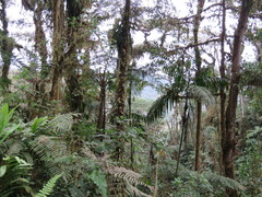 Socratea exorrhiza