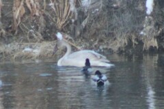 Cygnus columbianus columbianus