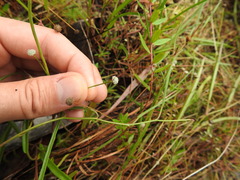 Paepalanthus