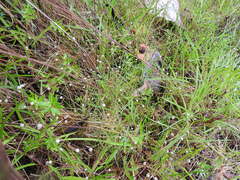 Paepalanthus