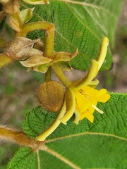 Apeiba tibourbou