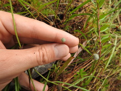 Paepalanthus