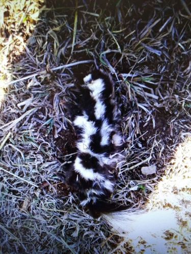 Desert Spotted Skunk