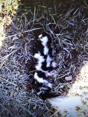 Desert Spotted Skunk photo 4