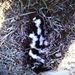 Southern Spotted Skunk - Photo (c) abrahamgutierrez, some rights reserved (CC BY-NC), uploaded by abrahamgutierrez