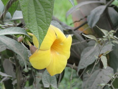 Allamanda cathartica