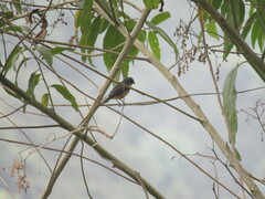 Pipraeidea melanonota