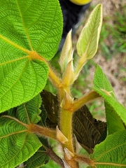 Apeiba tibourbou