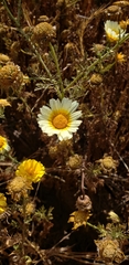 Glebionis coronaria
