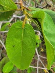 Apeiba tibourbou