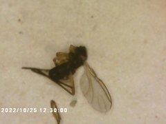 Phorinae
