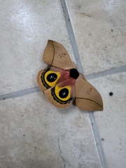 Automeris belti