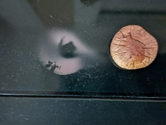 Hypholoma lateritium