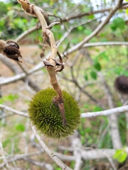 Apeiba tibourbou