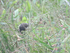 Sporophila nigricollis