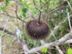 Apeiba tibourbou