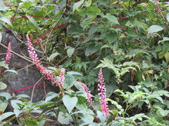 Phytolacca rivinoides