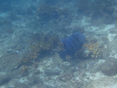 Pseudobalistes naufragium