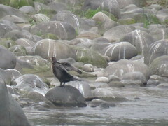 Nannopterum brasilianum