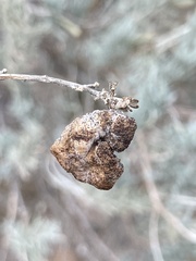 Rhopalomyia pomum