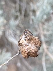 Rhopalomyia pomum