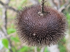 Apeiba tibourbou