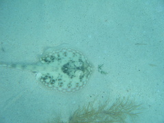 Urobatis jamaicensis