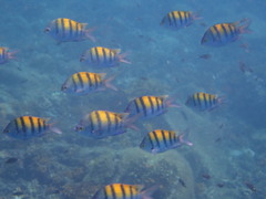 Abudefduf troschelii