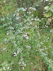 Fleischmannia pycnocephala