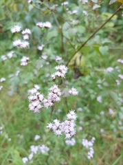 Fleischmannia pycnocephala