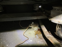 Peromyscus maniculatus