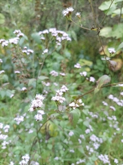 Fleischmannia pycnocephala