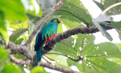 Pharomachrus auriceps