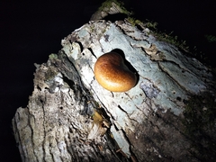 Omphalotus japonicus