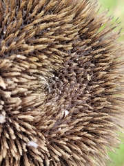 Apeiba tibourbou