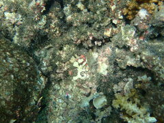 Canthigaster punctatissima