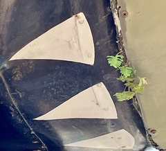 Pleopeltis michauxiana