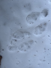 Lepus americanus