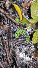 Salvinia auriculata