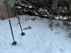 Lepus americanus