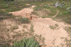 Lasiorhinus latifrons